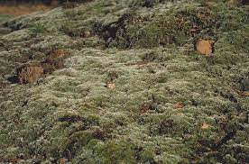 Attēlu rezultāti vaicājumam “Bryum argenteum sporophyte”