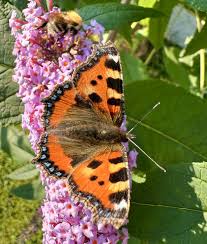 Attēlu rezultāti vaicājumam “Aglais urticae”