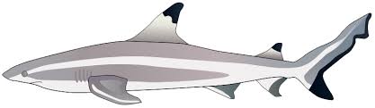 Image result for Carcharhinus melanopterus