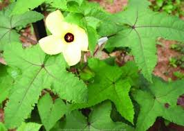 Image result for Abelmoschus moschatus