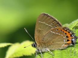 Attēlu rezultāti vaicājumam “Satyrium pruni”