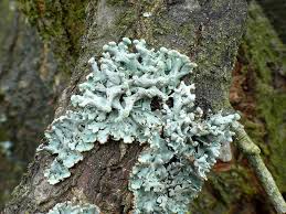 Attēlu rezultāti vaicājumam “Hypogymnia tubulosa”