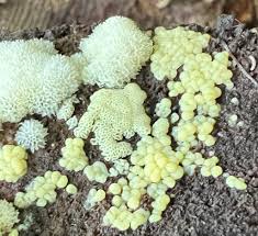 Attēlu rezultāti vaicājumam “Ceratiomyxa porioides plasmodium”