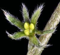 Attēlu rezultāti vaicājumam “Myosotis micrantha”