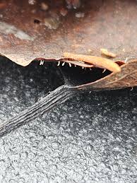 Attēlu rezultāti vaicājumam “Cribraria cancellata var. fusca”