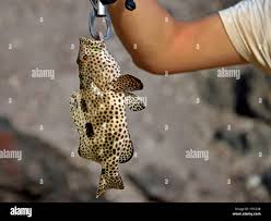 Image result for Epinephelus adscensionis