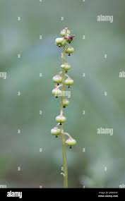 Attēlu rezultāti vaicājumam “Pyrola minor bud”