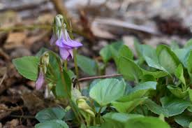 Attēlu rezultāti vaicājumam “Viola arvensis bud”