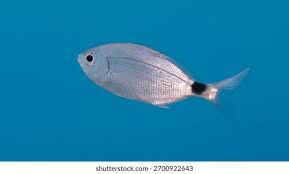 Image result for Oblada melanurus