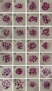 Attēlu rezultāti vaicājumam “Siphoptychium violaceum plasmodium”