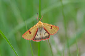 Attēlu rezultāti vaicājumam “Diacrisia sannio”