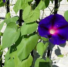 Image result for Ipomoea purpurea
