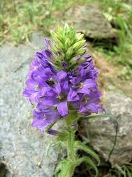 Image result for Campanula spicata