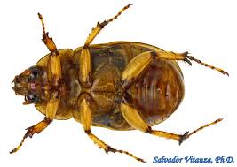 Attēlu rezultāti vaicājumam “Cabera exanthemata female”