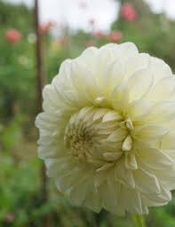 Image result for Dahlia `Snowflake`