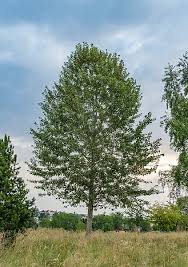 Attēlu rezultāti vaicājumam “Populus x berolinensis”