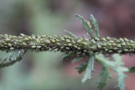 Attēlu rezultāti vaicājumam “Macrosiphoniella millefolii”