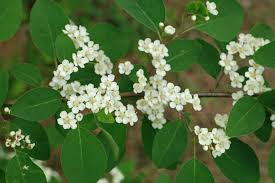 Attēlu rezultāti vaicājumam “Cotoneaster multiflorus leaf”