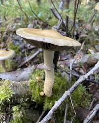 Attēlu rezultāti vaicājumam “Stropharia hornemannii”