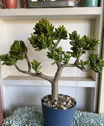 Image result for Crassula hobbit