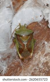 Attēlu rezultāti vaicājumam “Elasmostethus interstinctus nymph”