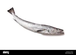 Image result for Merluccius merluccius