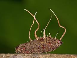 Attēlu rezultāti vaicājumam “Cordyceps farinosa”