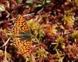 Attēlu rezultāti vaicājumam “Boloria aquilonaris”