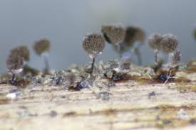 Attēlu rezultāti vaicājumam “Symphytocarpus flaccidus”