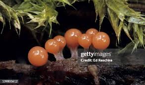 Attēlu rezultāti vaicājumam “Hemitrichia decipiens young”