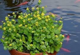 Attēlu rezultāti vaicājumam “Saxifraga cymbalaria”