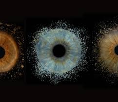 Image result for Iris