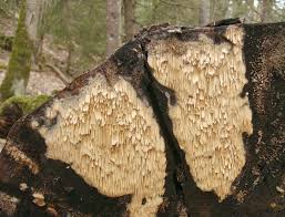 Attēlu rezultāti vaicājumam “Antrodia mellita”