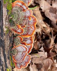 Attēlu rezultāti vaicājumam “Stereum fasciatum”