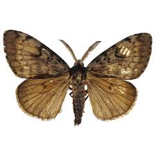 Attēlu rezultāti vaicājumam “Lymantria dispar”