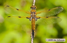 Attēlu rezultāti vaicājumam “Libellula quadrimaculata exuvia”