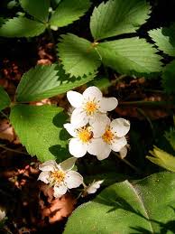 Attēlu rezultāti vaicājumam “Fragaria vesca flower”