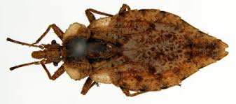 Attēlu rezultāti vaicājumam “Aradus betulae”