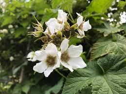 Attēlu rezultāti vaicājumam “Rubus parviflorus fruit”