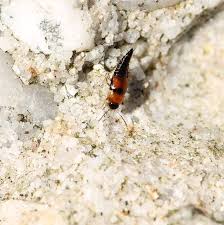 Attēlu rezultāti vaicājumam “Tachyporus sp.”