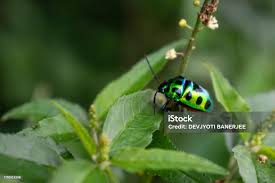Attēlu rezultāti vaicājumam “Chrysolina fastuosa”