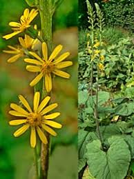 Attēlu rezultāti vaicājumam “Ligularia sibirica flower”