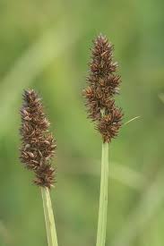 Attēlu rezultāti vaicājumam “Carex vulpina”