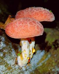 Attēlu rezultāti vaicājumam “Rhodotus palmatus”