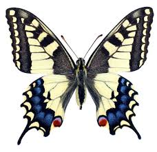 Attēlu rezultāti vaicājumam “Papilio machaon”