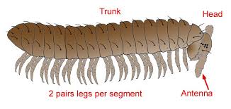 Attēlu rezultāti vaicājumam “Diplopoda”