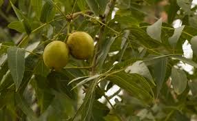 Attēlu rezultāti vaicājumam “Juglans x sinensis fruit”