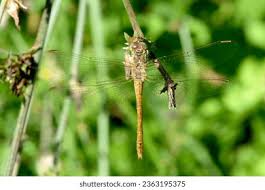Attēlu rezultāti vaicājumam “Sympetrum sanguineum female”