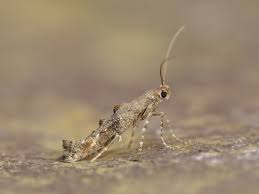 Attēlu rezultāti vaicājumam “Epermeniidae”