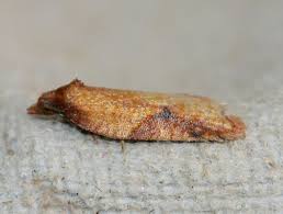 Attēlu rezultāti vaicājumam “Acleris aspersana”